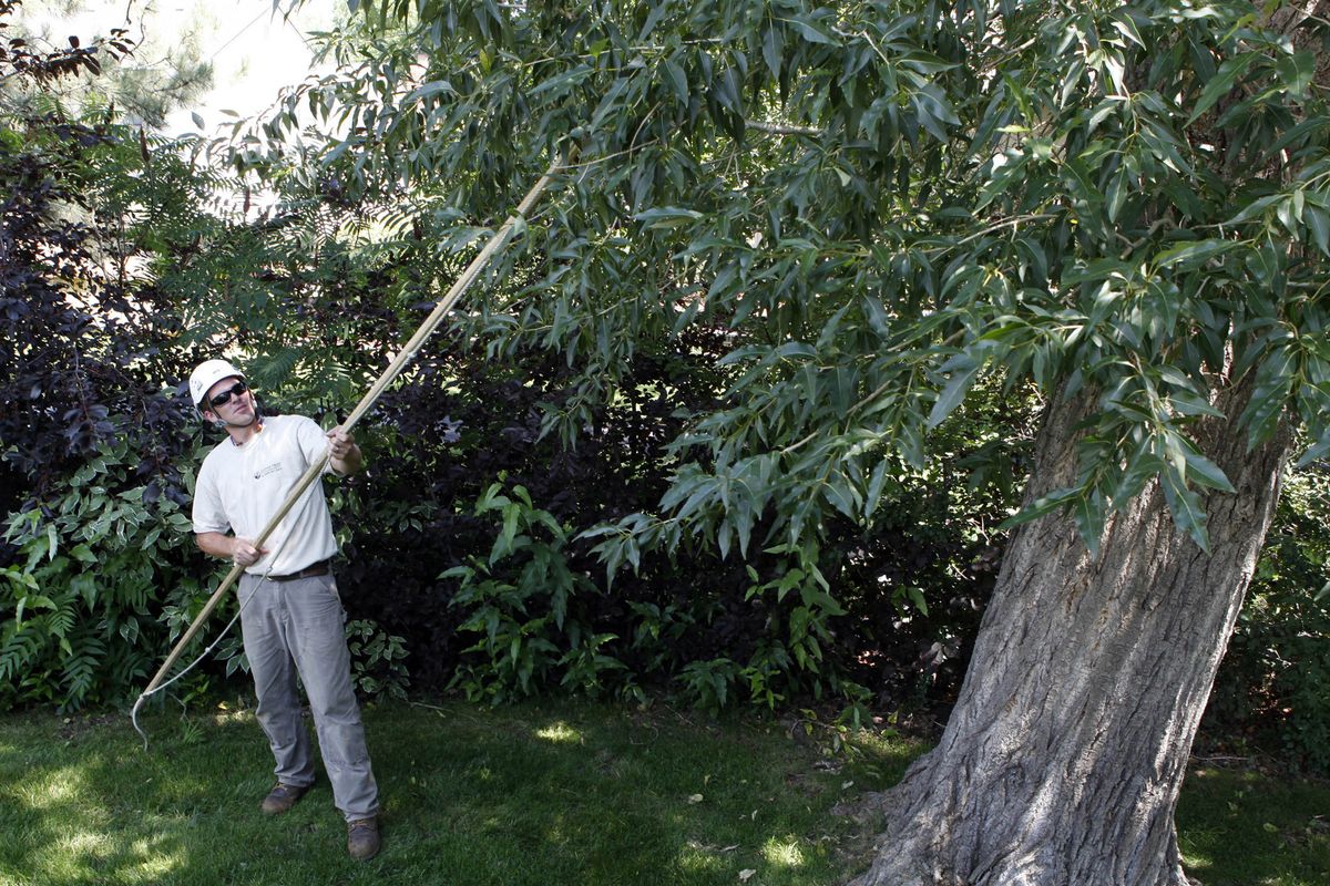 Jonathan Hammond, owner of Alpine Tree and Shrub Care, removes dead limbs from a tree at a client’s home (Associated Press)