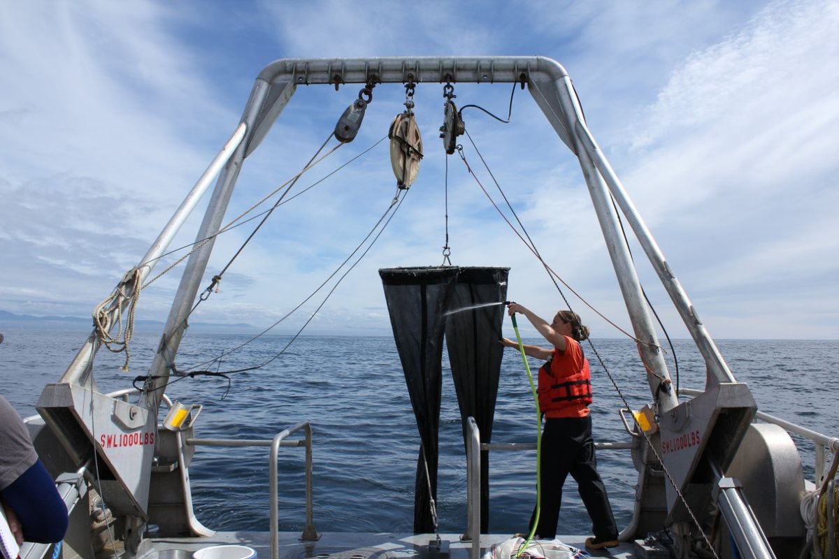 A member of a research crew prepares to deploy a net that catches copepods as part of an ocean condition sampling project.  (Courtesy of National Oceanic and Atmospheric Administration)