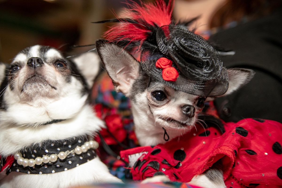 Missy Moo, left, and Polk-A-Dottie, sit on Carolyn Smelcer