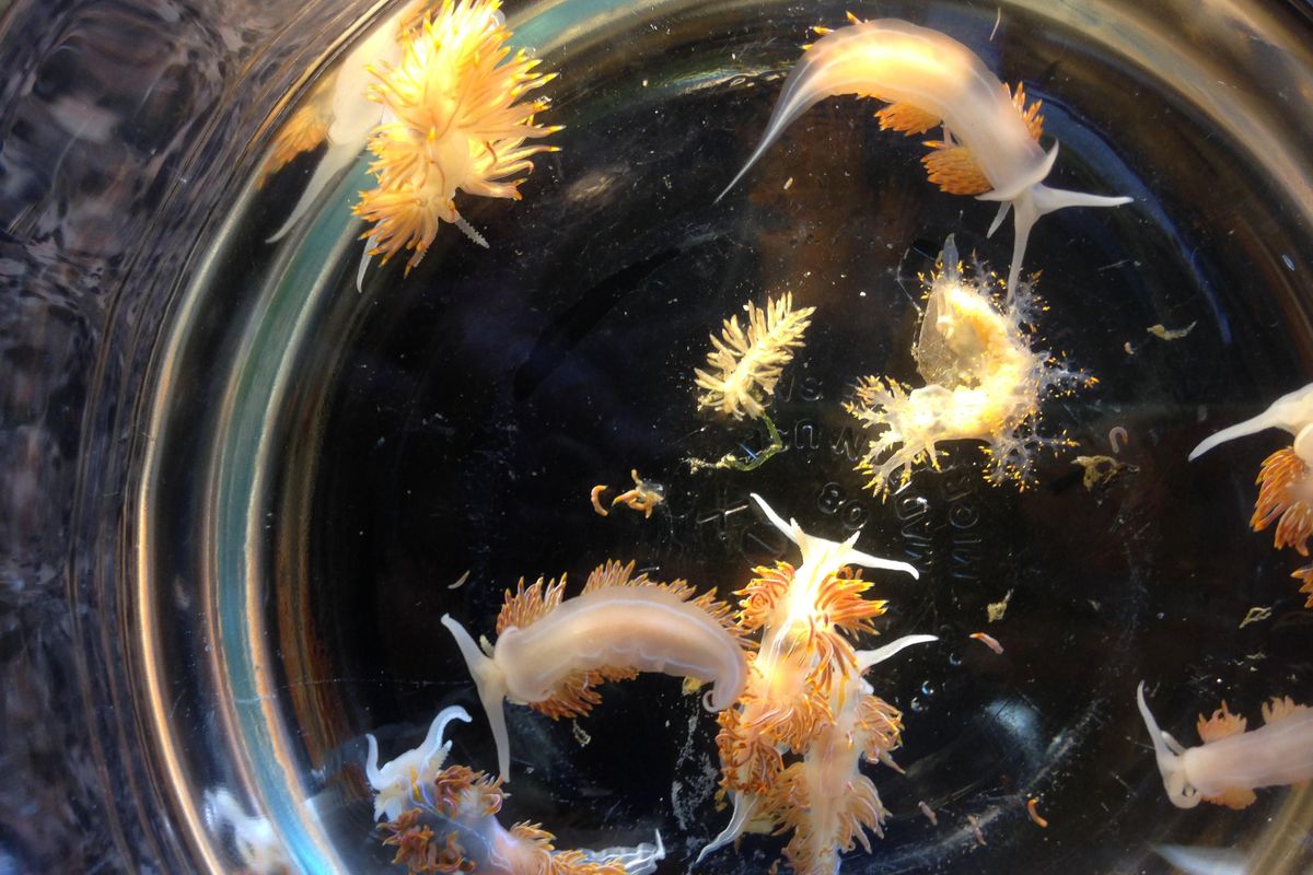This April 2015 photo provided by John W. Chapman shows marine sea slugs from a derelict vessel from Iwate Prefecture, Japan which washed ashore in Oregon. (John W. Chapman / Associated Press)