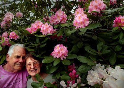
Rhododendron bushes, considered to be the area's largest, surround gardeners Bob and Irena Snider. The bushes are navigated through a small pathway. They will be on view June 4 for the Associated Garden Club of Spokane Tour. 
 (Brian Plonka / The Spokesman-Review)