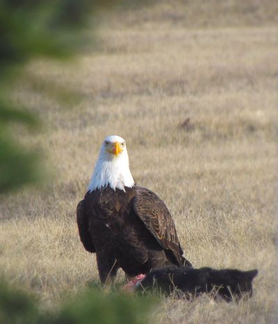 Bald eagle poses with dead black cat on the South Hill.