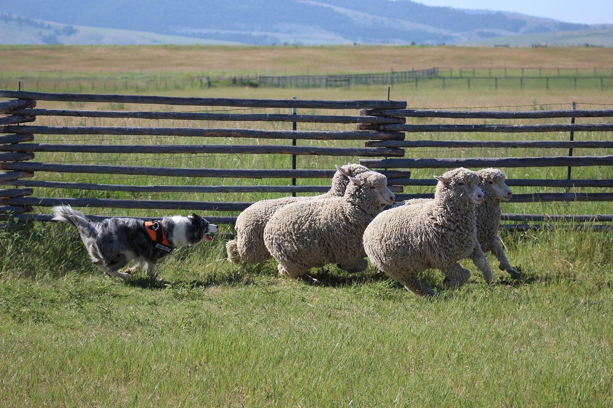 Meet Glacier National Park's 'bark ranger,' a dog trained to keep wildlife  and visitors safe