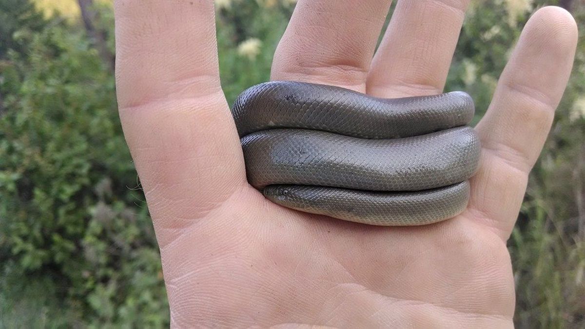 A rubber boa caught and released in Pend Oreille County. (Bart George)