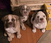 Brazilian Bulldog Puppies
