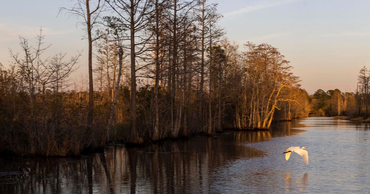 Georgia's Okefenokee swamp becomes UNESCO World Heritage site