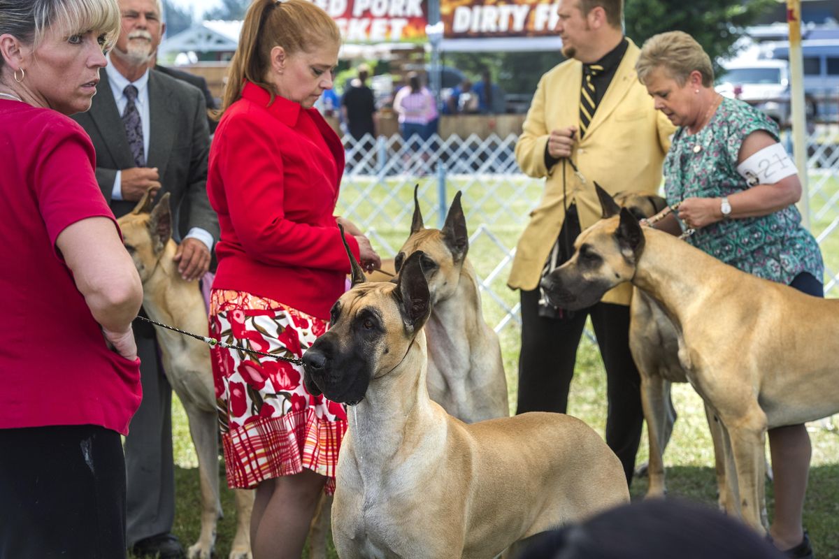 Poodles, spaniels and more compete in Coeur d'Alene's American Kennel Club dog  show | The Spokesman-Review