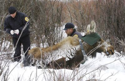 
Fish, Wildlife and Parks veterinarian Mark Atkinson, left, prepares to take samples as biologist Craig Fager finishes collaring a cow moose Tuesday in Anaconda, Mont. They are tracking moose habits and movements in the area. 
 (Associated Press / The Spokesman-Review)