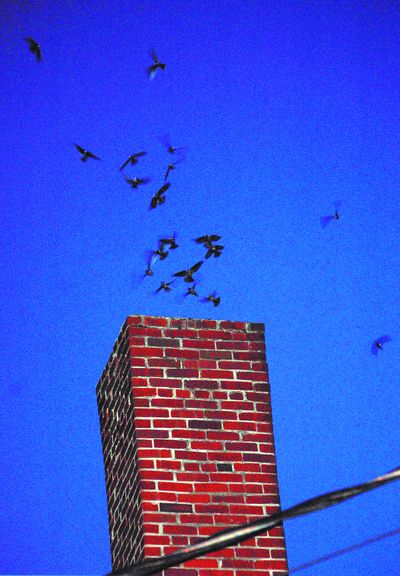 Vaux’s swifts dive into a chimney at the old Martin Tire Center in Moscow, Idaho. The birds roost in the chimney as they stage for their fall migration. Lewiston Tribune (Lewiston Tribune / The Spokesman-Review)