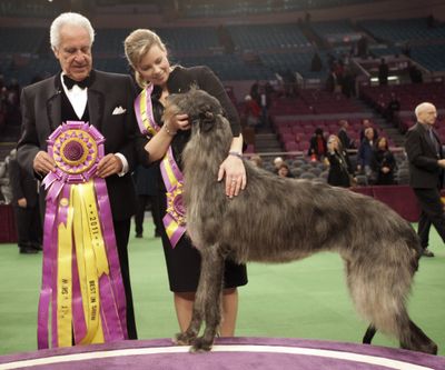 Scottish deerhound Hickory poses with handler Angela Lloyd and judge Paolo Dondina after winning best in show at the Westminster Kennel Club Dog Show. (Associated Press)