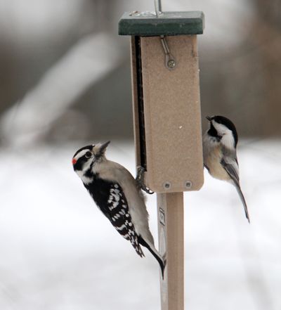 A male downy woodpecker, left, and a black-capped chickadee share a bird feeder.