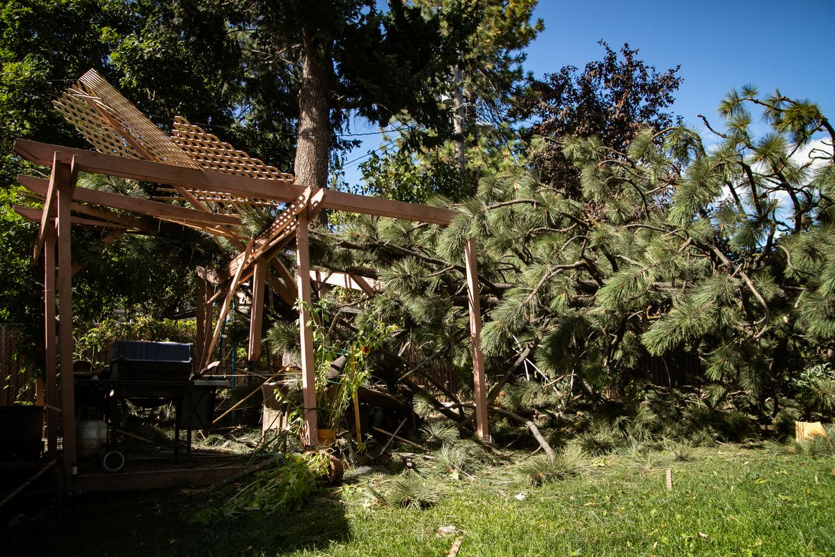 A large tree that cracked in half and fell into 72-year-old Lew Peterson