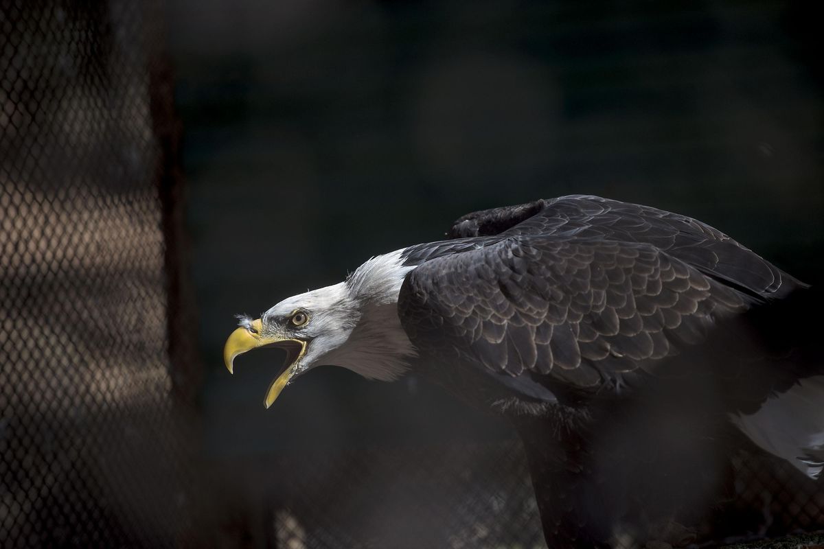 This bald eagle from Birds of Prey Northwest greets visitors during a tour of the aviary near St. Maries, Idaho on Wednesday, Oct. 12, 2016. The Coeur d