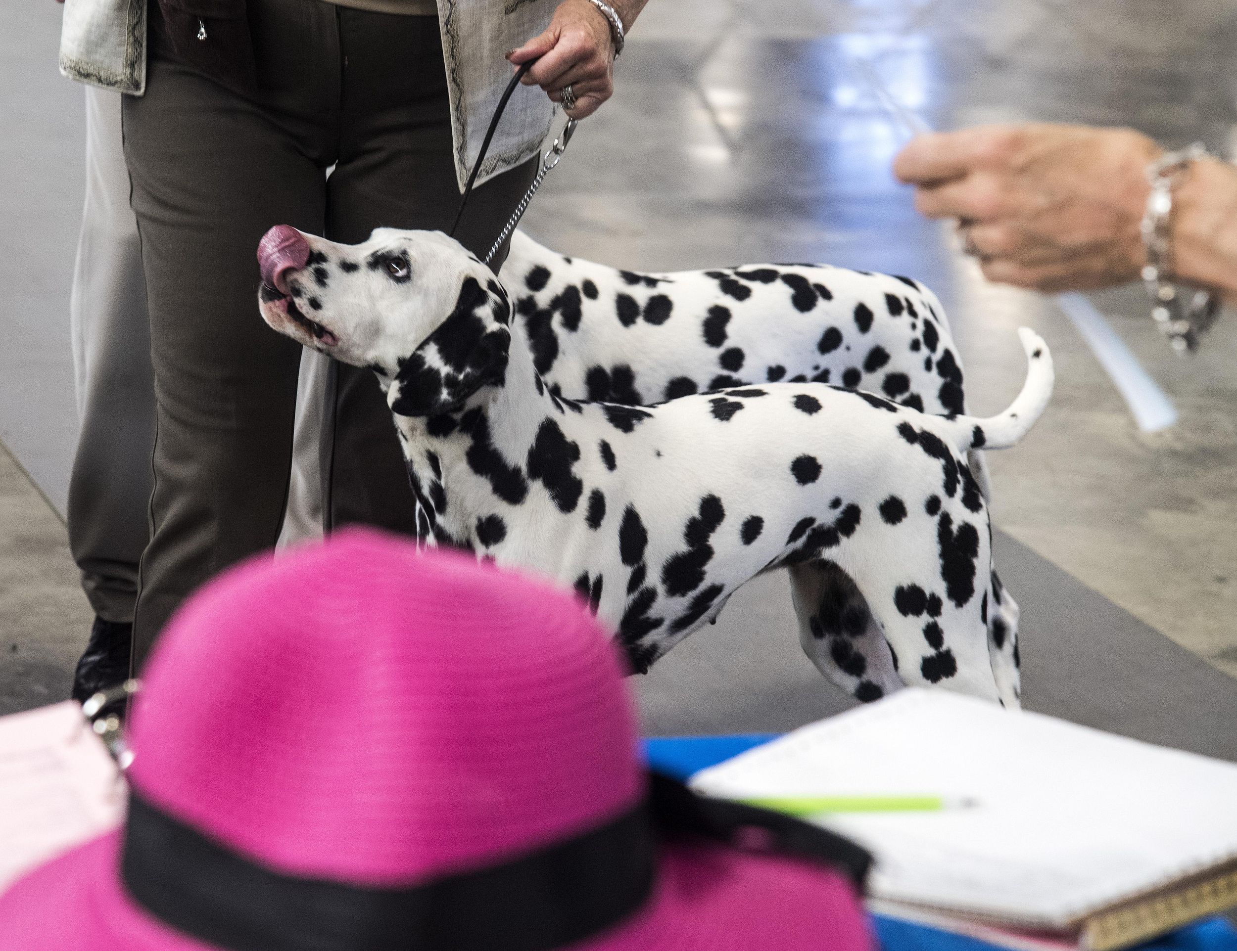 All Breed Dog Show in Coeur d'Alene May 29, 2017 The