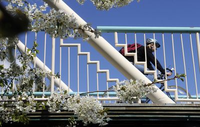 A cyclist makes his way east on the Centennial Trail across the Kardong Bridge past a tree in full bloom on Friday  in Spokane. Bike to Work Week begins  Sunday with an education fair from 11 a.m. to 4 p.m. at River Park Square and a kickoff breakfast for registered participants Monday from 7 to 9 a.m. in Riverfront Park.  (Dan Pelle / The Spokesman-Review)