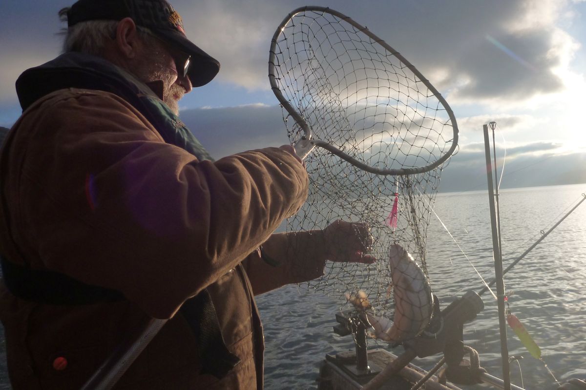 An angler nets a fin-clipped hatchery rainbow trout in Lake Roosevelt – one of more than 700,000 released from net pens. (Rich Landers)