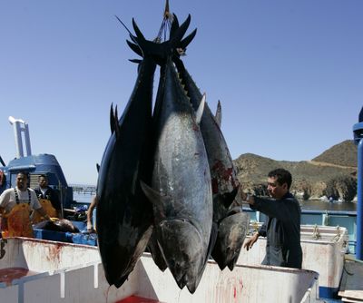 Workers harvest bluefin tuna from Maricultura’s tuna pens near Ensenada, Mexico. New research found increased levels of radiation in Pacific bluefin tuna caught off the coast of Southern California. Scientists said the radiation found in the fish came from Japan's Fukushima nuclear plant that was crippled by the 2011 earthquake and tsunami. (Associated Press)