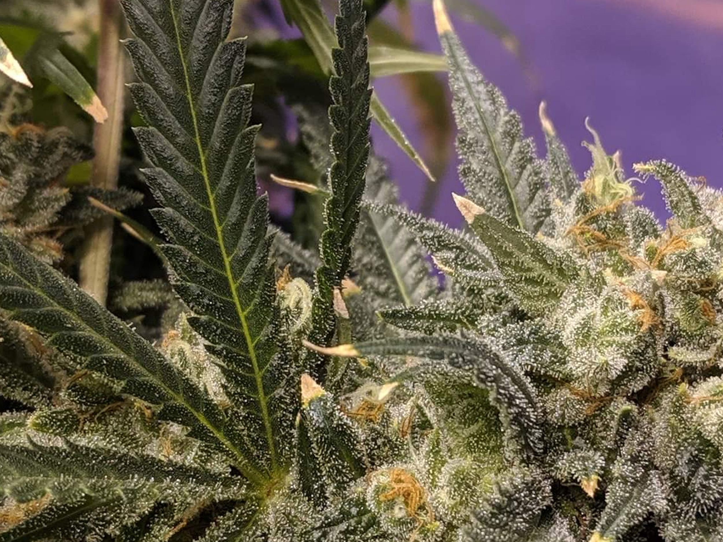Growing conditions for growing extraordinary Mimosa outdoor