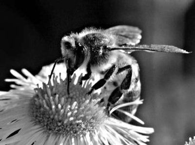 
The honeybee is responsible for pollination of plants that encompass more than one-third of the human diet. 
 (Associated Press / The Spokesman-Review)