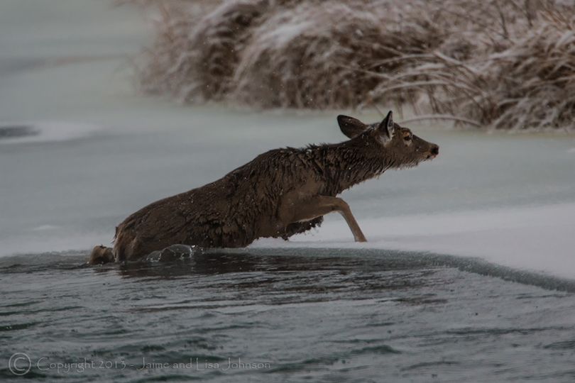 A deer crawls out of a river onto an icy shelf after fleeing a mountain lion. (Jaime Johnson)