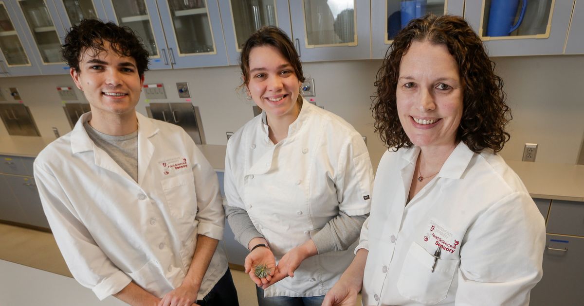 WSU researchers, including ‘Dr. Christmas Tree,’ are chipping in on a multi-million dollar project to develop the ideal Christmas tree