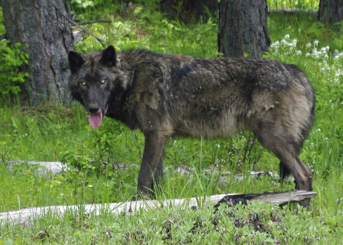 Washington’s wolf population continues to grow; pack documented west of