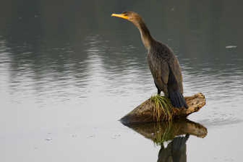 An orange beak and more brown than black plumage identify the double-crested cormorant as a juvenile. The double-crested cormorant often swims with just its head and neck above water.
 (File)