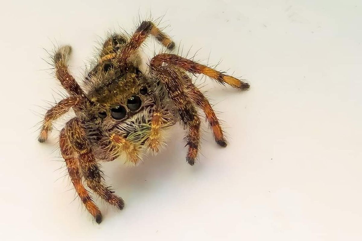This jumping spider, about the size of a pea, was photographed inside a home in Yakima. The species’ cartoon-like stare belies its remarkably keen eyesight.  (April Ketcherside)