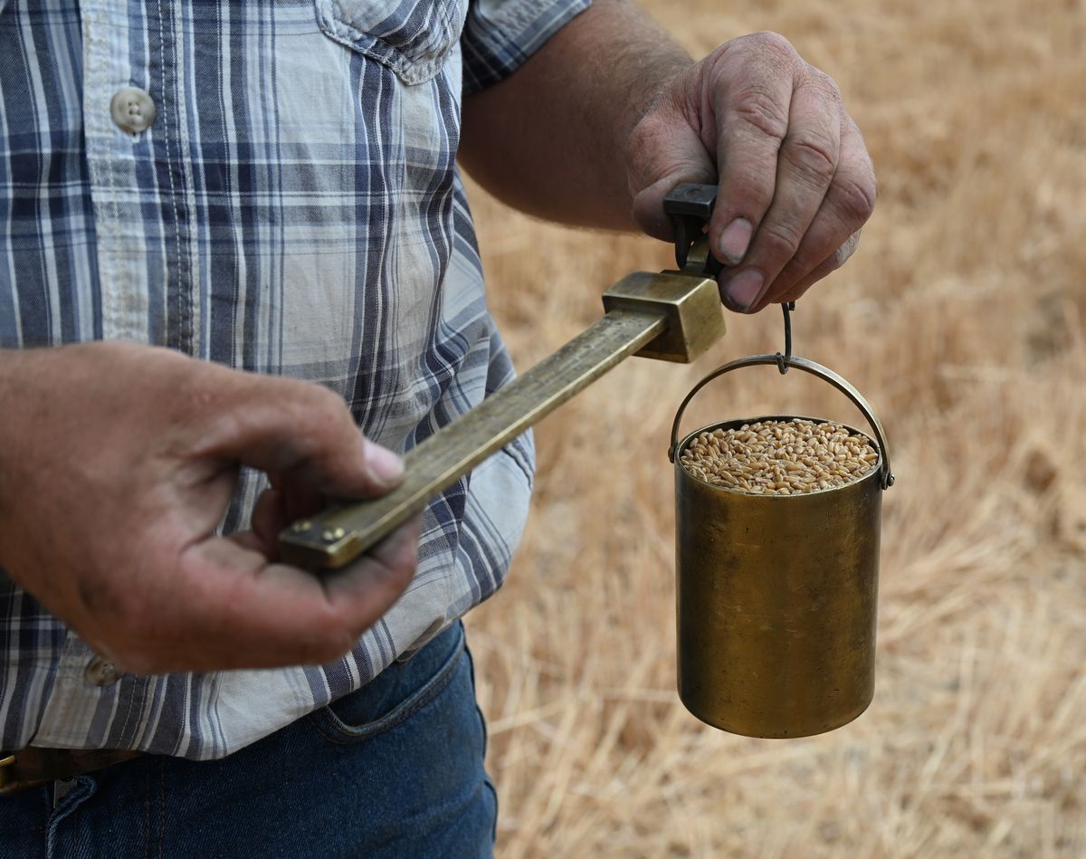 Kevin Klein, who farms near Sprague, Washington, demonstrates a brass balance scale used by generations of farmers in his family to estimate the pounds per acre begin harvested in his fields Wednesday, July 28, 2021. The results of the test tells him that this field is in the 40-60 bushels per acres range, meaning a pretty disappointing harvest, though he has more successful varieties in other fields. He blames the poor harvest on weather extremes, both cold and extreme heat, as well as a lack of moisture.  (Jesse Tinsley/THE SPOKESMAN-REVI)