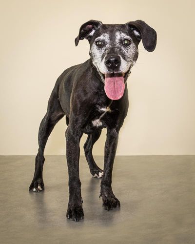 A senior female Labrador mix is available for adoption at SCRAPS. (Karen Fosberg / Karen Fosberg)