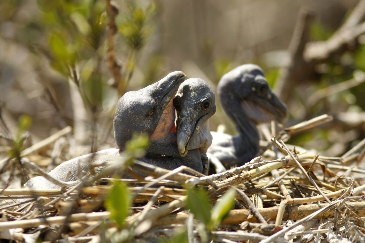 April 8, 2011: Newly hatched pelican chicks are seen on Cat Island, in Plaquemines Parish, La.