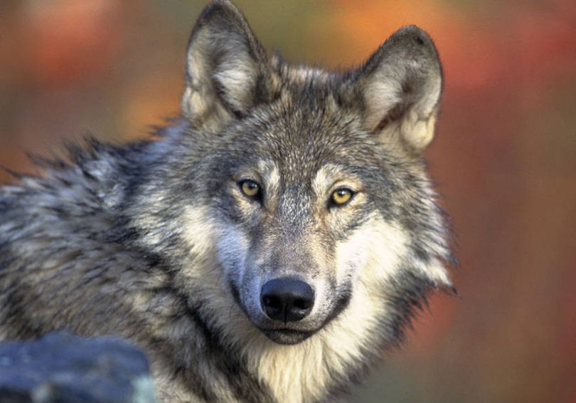 In this April 18, 2008, photo provided by the U.S. Fish and Wildlife is a gray wolf, the species that would lose federal protection in most of the Lower 48 states under a proposal made by wildlife officials. (Associated Press)