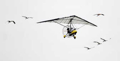 
Whooping cranes are escorted by an ultralight aircraft to the first stop outside the Necedah National Wildlife Refuge  in Wisconsin on Saturday. The birds will migrate 1,250 miles to Florida.Associated Press
 (Associated Press / The Spokesman-Review)