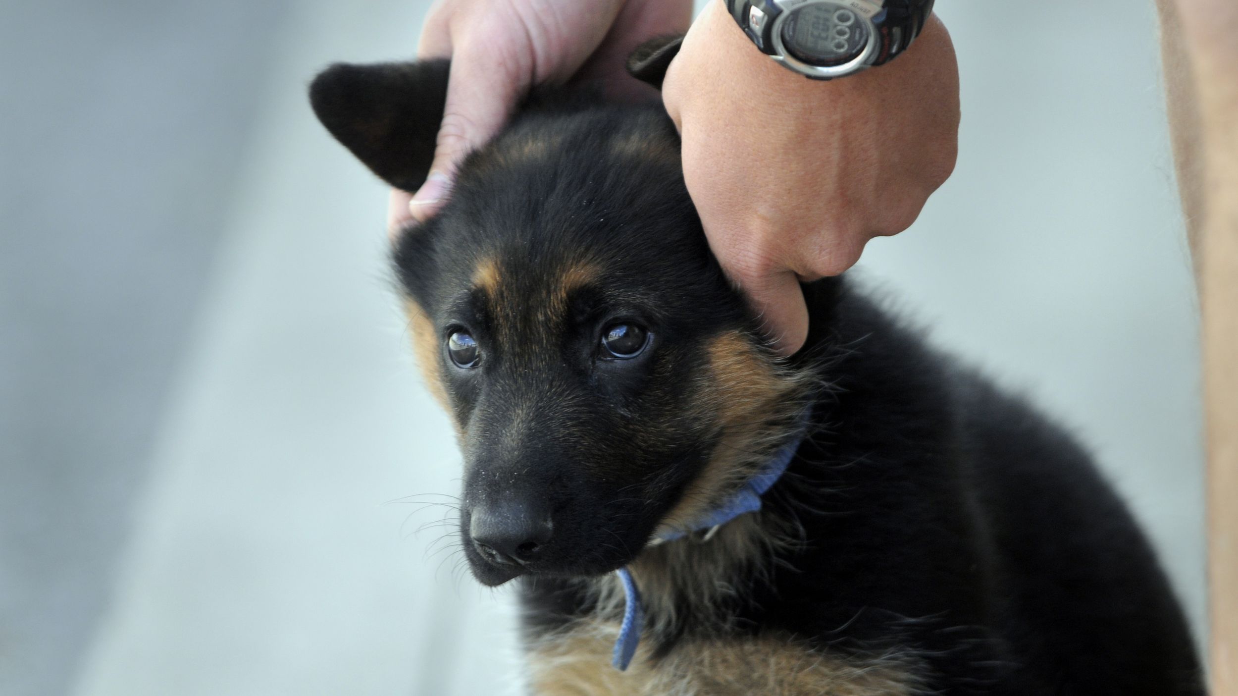 Police Puppy - May 27, 2009 | The Spokesman-Review