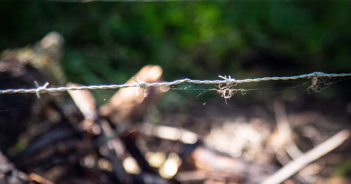 Hairy situation: Washington biologists using hair snare corrals to study black bear population