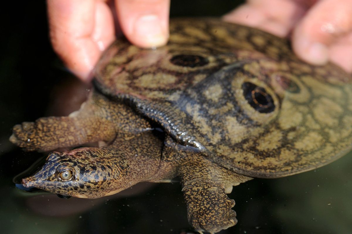 An adult Burmese peacock softshell turtle, which are found only in Myanmar.  (Jeremy Holden/Fauna & Flora)