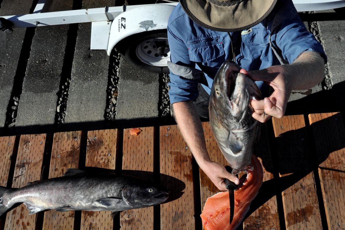 Salmon and Steelhead Fisheries in the Mainstem Columbia River and