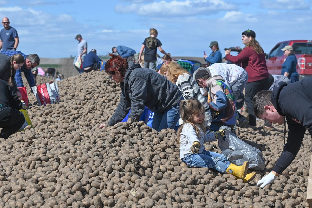 Families and individuals stop to gather potatoes from a long pile in a farm field along Sprague Road on the West Plains Monday.  (Jesse Tinsley/THE SPOKESMAN-REVI)