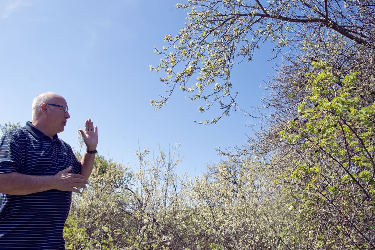 David Benscoter, who hunts for lost varieties of apples in old orchards and homesteads, shows the tree Wednesday where he found the Nero apple near Steptoe Butte. The Nero was a presumed lost varietal that was planted by homesteader Robert Burns more than century ago. (Jesse Tinsley)