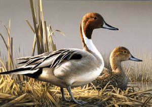 
Pintails are judges' choice for 2008 federal Duck Stamp.Illustration by Joe Hautman
 (Illustration by Joe Hautman / The Spokesman-Review)