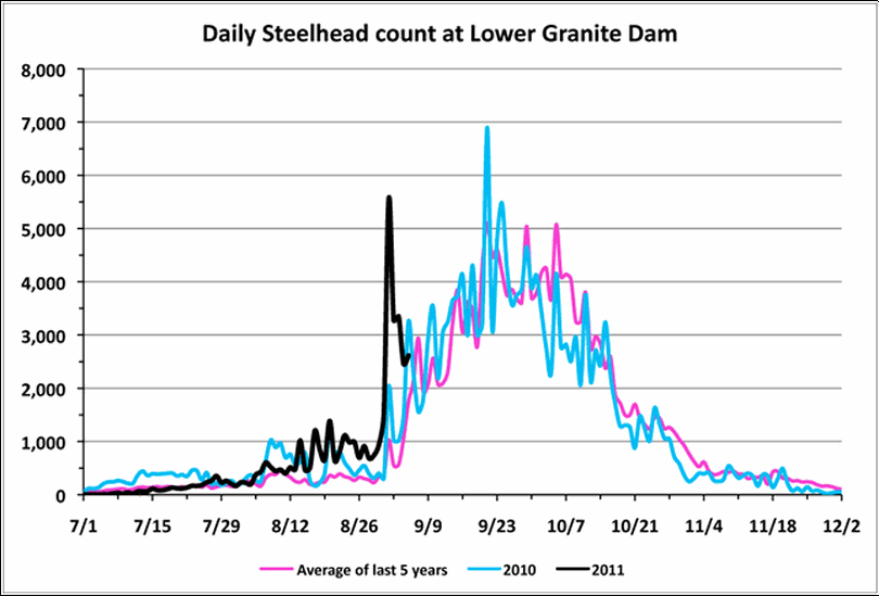 Steelhead counts over Lower Granite Dam. (Fish Passage Center)