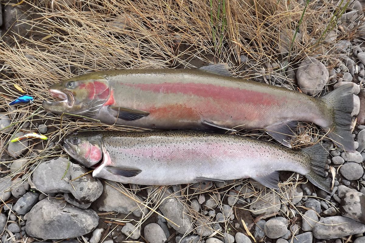 A 34-inch steelhead weighing 14 pounds (top) dwarfs the normal size steelhead caught in the Grande Ronde River. Angler Jeff Holmes caught the fish in mid November a few miles downstream from the Oregon border.
 (Jeff Holmes / Courtesy)