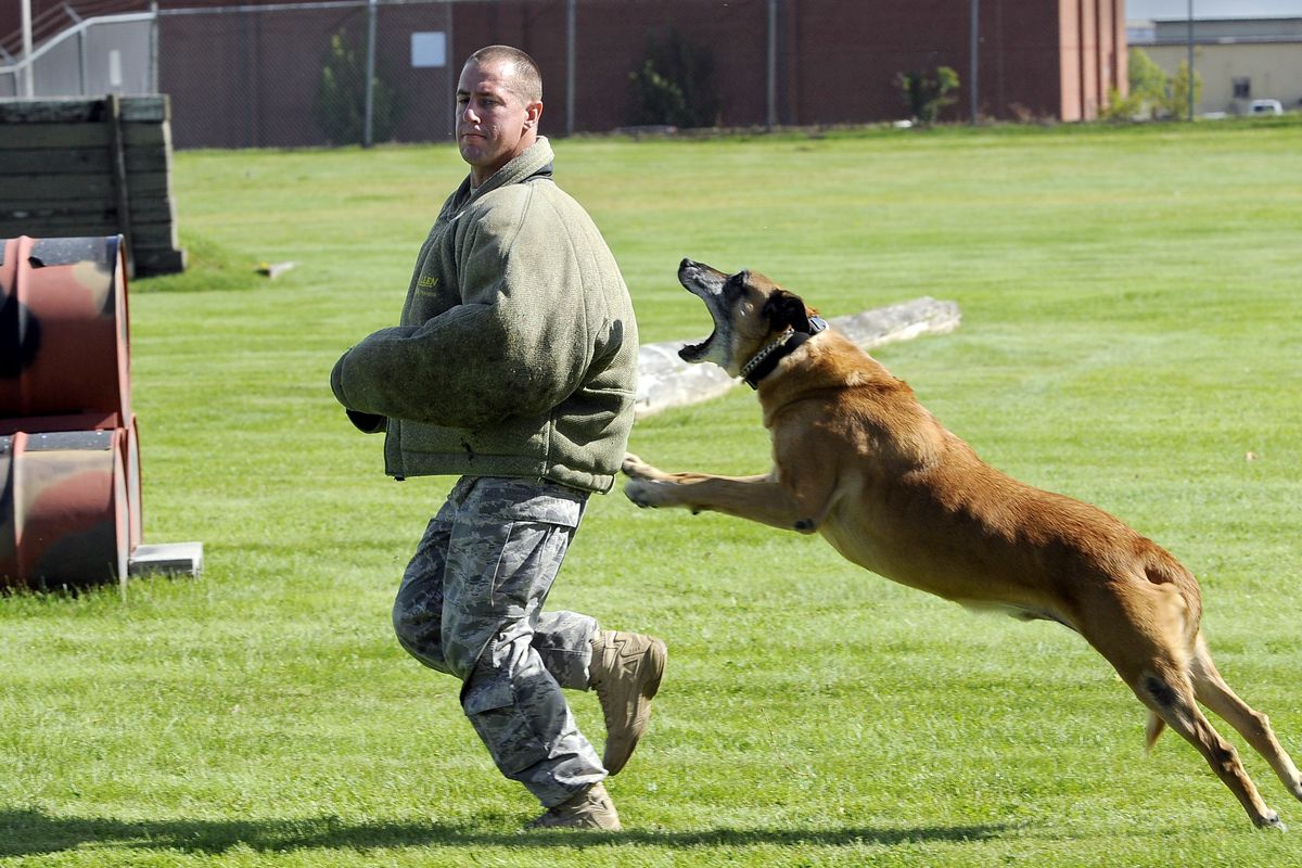Tech Sgt. Levi Wilson, Fairchild Air Force Base kennel master, tries to outrun Lucky but is caught from behind during an aggression exercise Tuesday.  (Dan Pelle)
