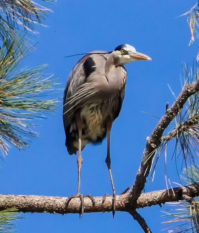 Keeping the lookout: A great blue heron perched on a pine at Fernan Lake last week. (Photo by Tim Colquhoun)