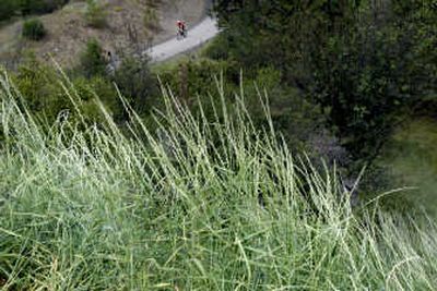 Staying on marked trails and out of weeds is a good way to avoid ticks. When walking through woods, wear long-sleeved shirts and pants.
(Brian Plonka / The Spokesman-Review)