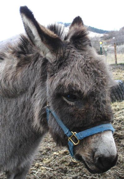 
Tumbleweed prefers a warm drink on a cold day.
 (Tom Kliewer / The Spokesman-Review)