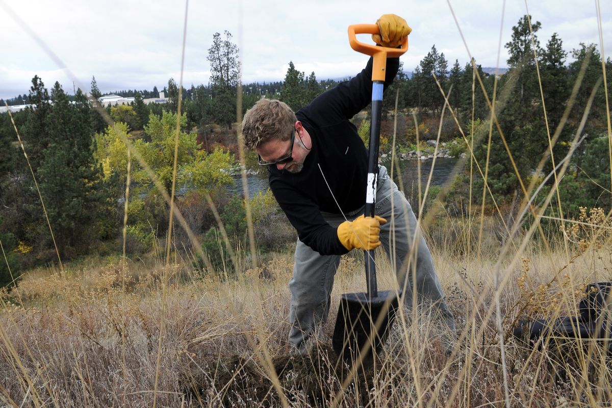 Chris Bachman, 45, of Spokane Valley, pounds away at the rocky ground as he prepares a planting spot on the bank of the Spokane River. The Lands Council was awarded $20,000 in Tom’s of Maine’s 50 States for Good competition for the Reforest Spokane project. (Dan Pelle)