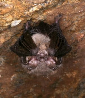 A Townsend's big-eared bat hangs upside down while sleeping. (Associated Press)