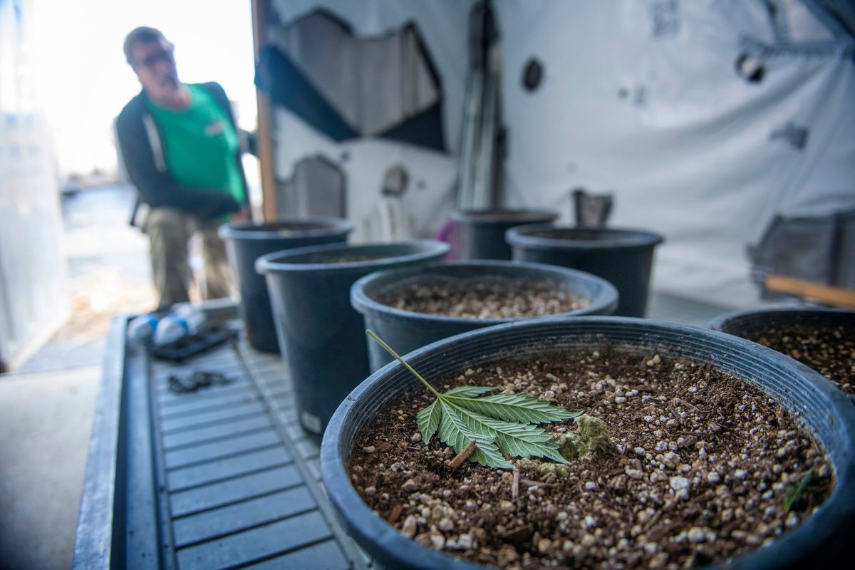 Co-owner Craig VanZandt shows a room full of grow pots where mature cannabis plants were cut off and destroyed Wednesday at Black Diamond Cannabis in Walla Walla County, Wash.  (Greg Lehman)