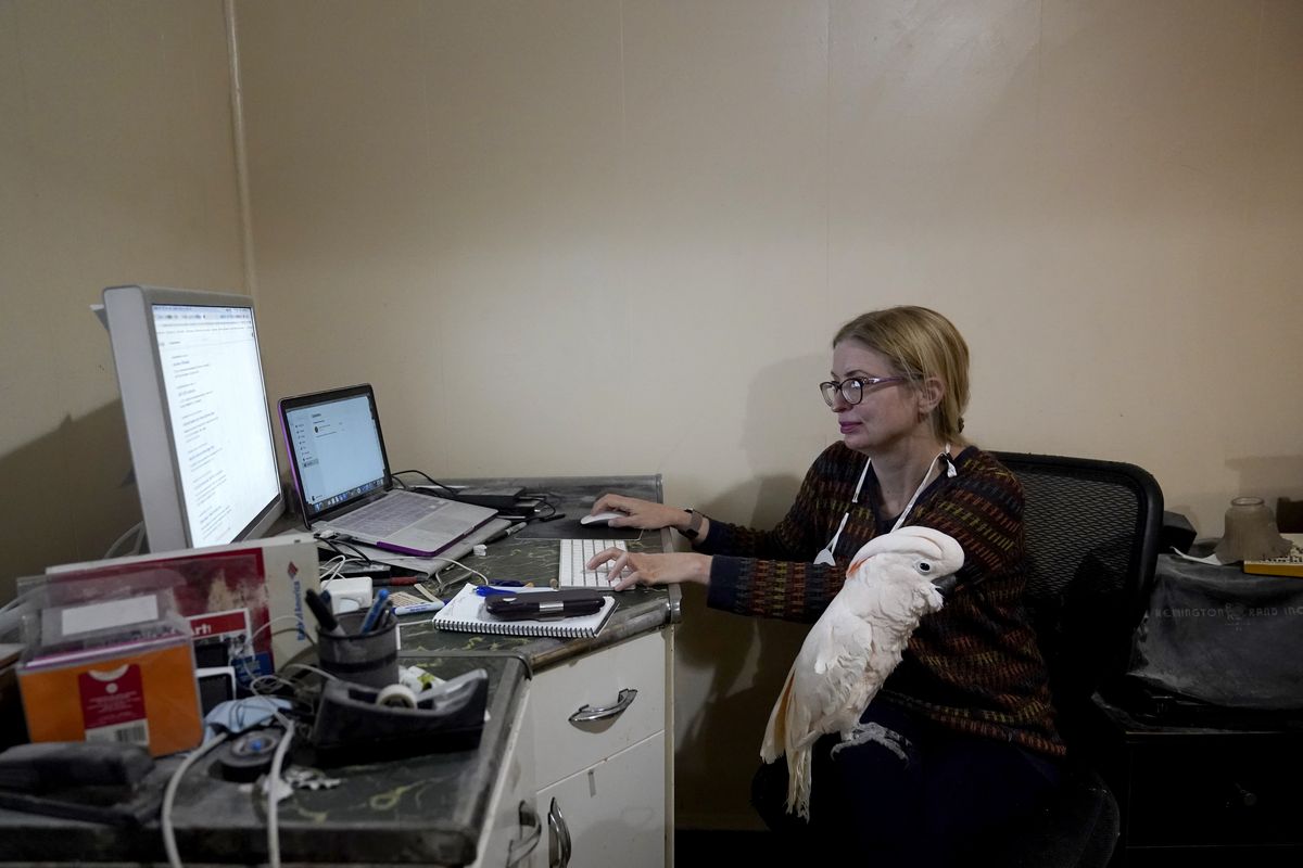 Jessica Murray works in her dining room Thursday on a website she started to honor lives lost to COVID-19, with her cockatoo Misha on her lap in St. Louis.  (Jeff Roberson)